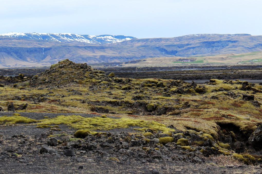 Islanti Kasvillisuus